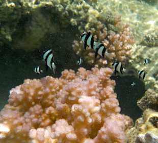 Schnorcheln Marsa Alam