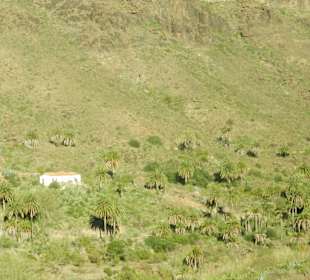 Tal der tausend Palmen