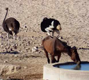 Wildpferd und Strauße