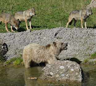 Die Bären und Wölfe leben in der gleichen Anlage.