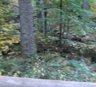 Triberger Wasserfälle