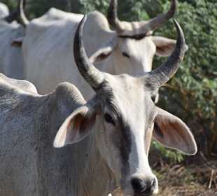 Zebu