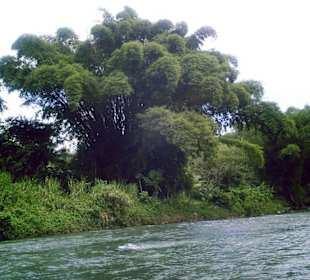 Ausflug auf dem Great River  Jamaica