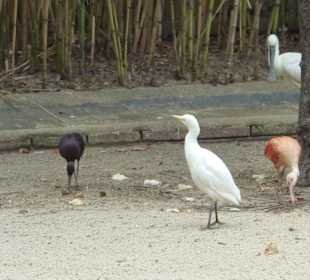 Viele unterschiedliche Vögel