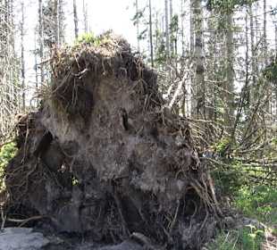 Wandergebiet Ruhestein