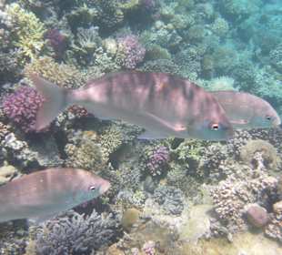 Рыбы Макади