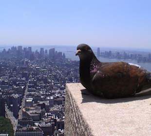 Blick vom Empire State Building