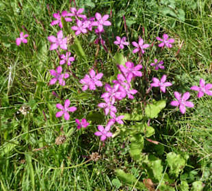 Rundwanderung Extratour Kuppenweg, Platzer Kuppe