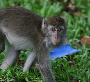 Erfolgreicher Dieb (Makake)