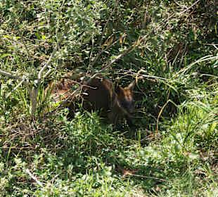 Ein wildes Wallaby am Cape