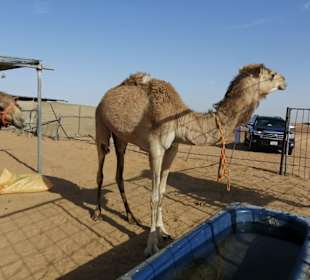 Die Kamelfarm, im Hintergrund der Geländewagen