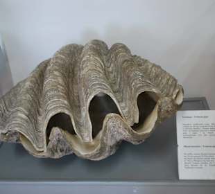 Muzeum Rybołówstwa Morskiego