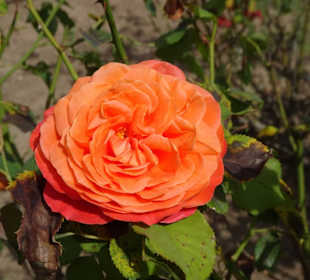 Im Rosengarten des Jardin des Plantes