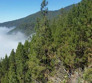 Orotava-Tal / Valle de Orotava