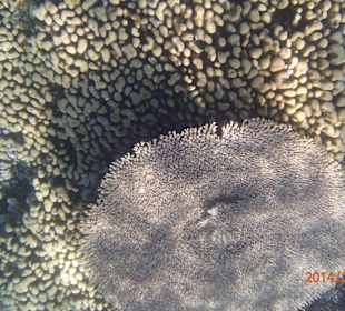 Schnorcheln in Sharm el Gada