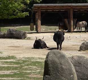 Tierpark Hellabrunn