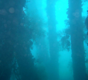 Tauchplatz "The Pier"