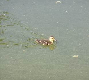 Schlossgarten Bruchsal