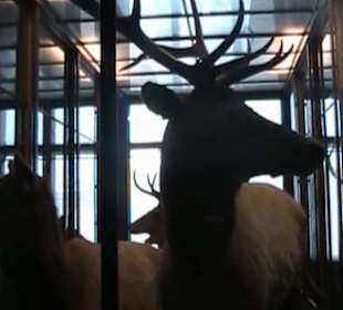 Naturhistorisches Museum