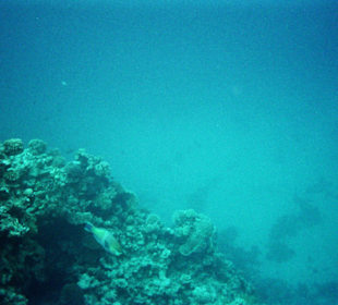 Einmalige Unterwasserwelt