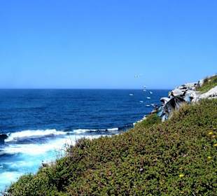 Bondi to Coogee Walk