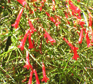 Botanischer Garten Assuan