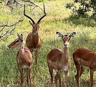 Eine von vielen Antilopen-Arten in Tsavo East