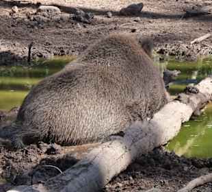 Eindrücke vom Wildschweingehege