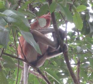 Nasenaffe beim Klettern