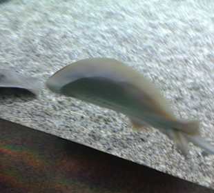 Aquarium in Hurghada