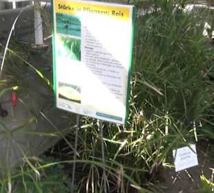 Botanischer Garten 