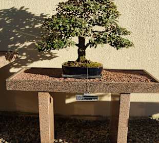 Bonsaiausstellung im Botan. Garten