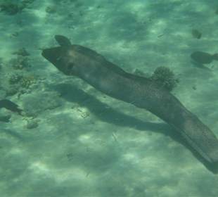 Riesenmuräne in Strandnähe