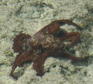Tintenfisch