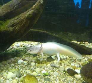 Axolotl