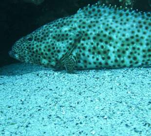 Unterwassereindrücke