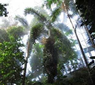Regenwaldatmosphäre im Bicentential Conservatory