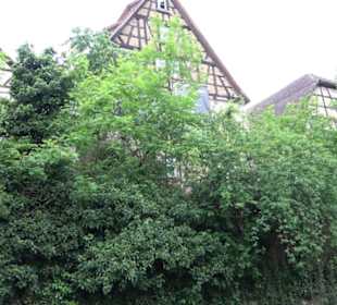 Zwinger