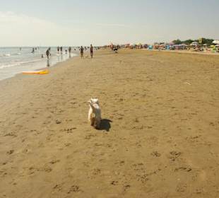 Am Hundestrand entlang