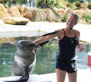 Sea Lion Show