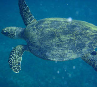 Schildkröte