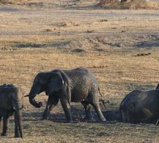 Tierbeobachtung am Boteti