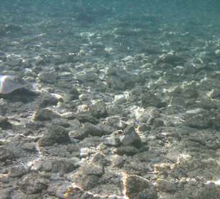 Blaupunktrochen in Strandnähe entdeckt