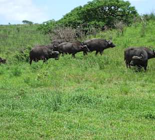 Büffelherde