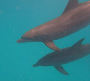 Delfine