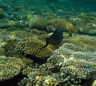 Schnorcheln Sharm el Sheikh