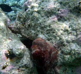 Faszinierende Unterwasserwelt