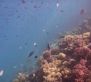 Unterwasserwelt am Riff