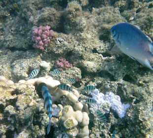 Das Leben an der Korallenbank