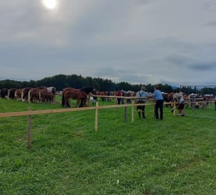 Deutschlands größter Kaltblutfohlenmarkt